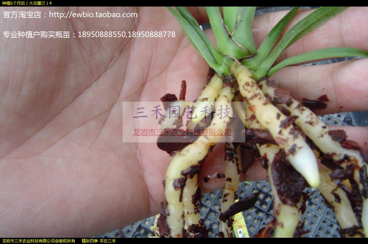 种植6个月后（大花蕙兰）4