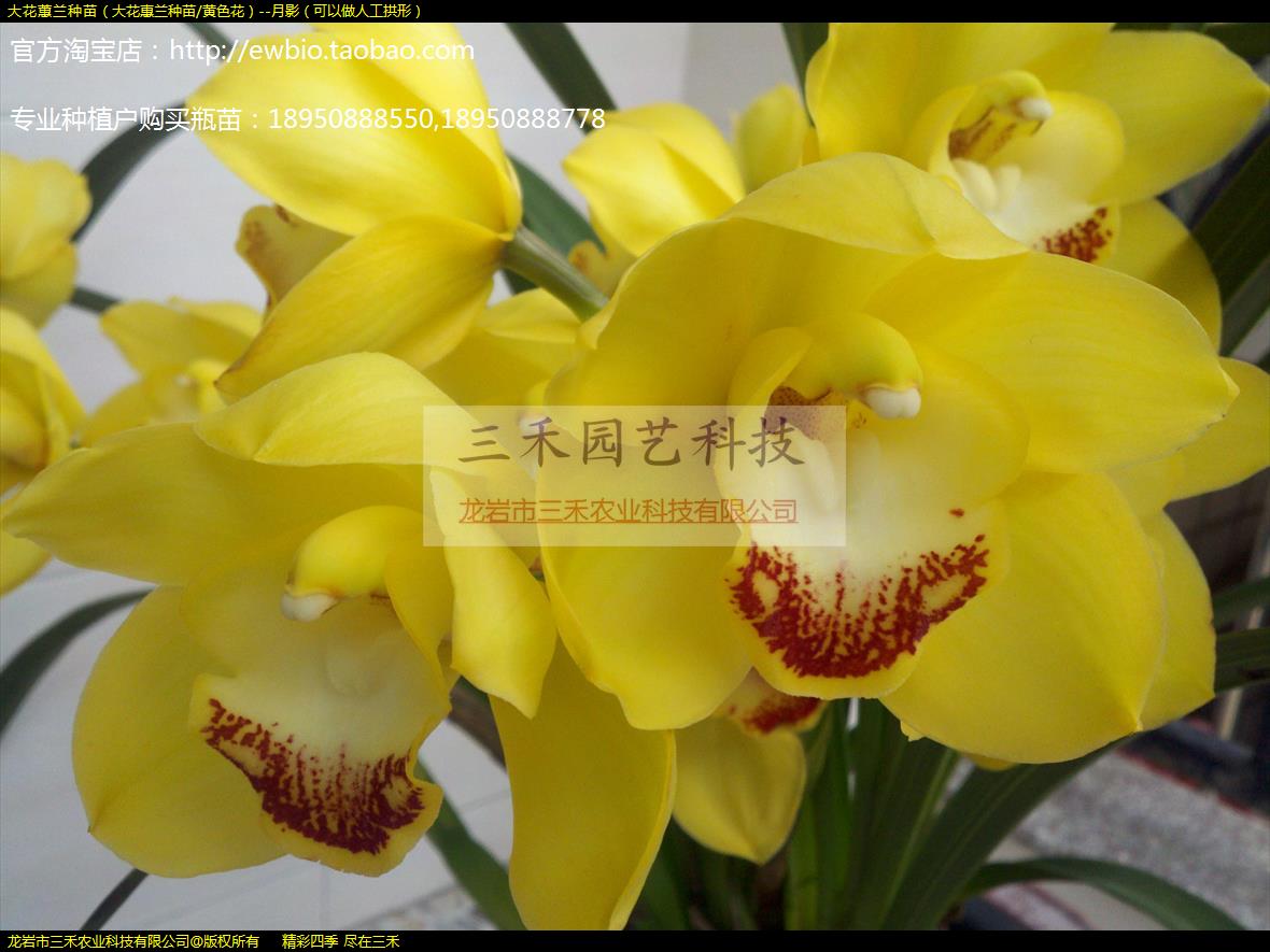 大花蕙兰种苗（大花惠兰种苗/黄色花）--月影（可以做人工拱形）