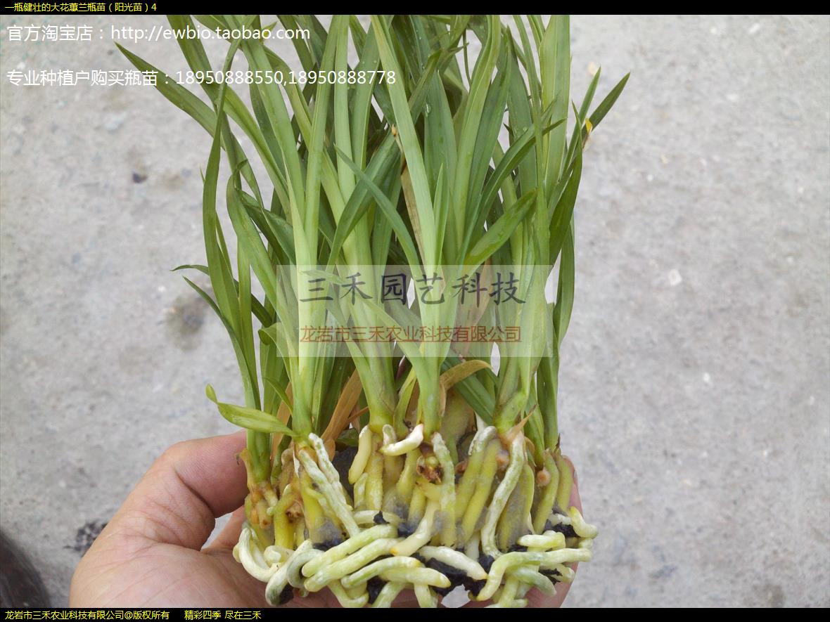 一瓶健壮的大花蕙兰瓶苗（阳光苗）4