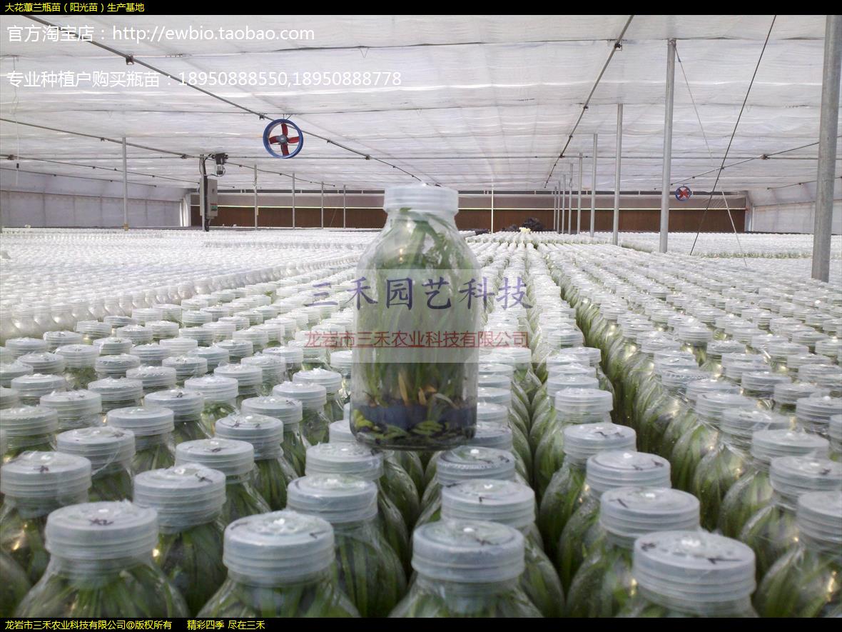 大花蕙兰瓶苗（阳光苗）生产基地