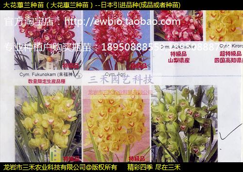 大花蕙兰种苗（大花惠兰种苗）--日本引进品种(成品或者种苗)